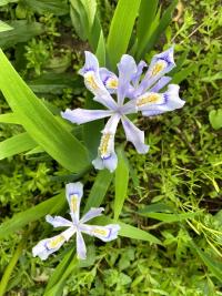 Native Irises